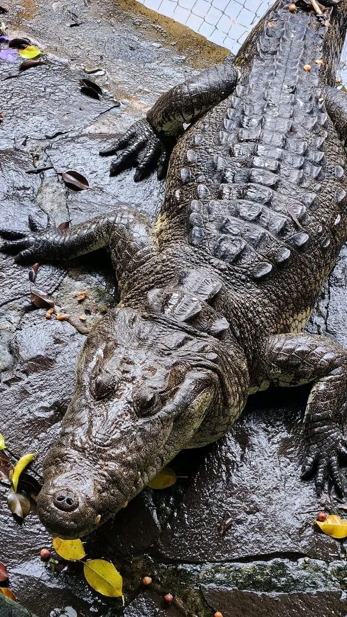 Nuestro Cocodrilo Pancho